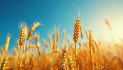 Fototapeta premium A golden wheat field, rice swaying in the wind, high speed continuous shooting, Dadaism.