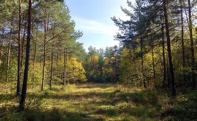 Obraz premium Beautiful forest landscape with trees and sunlight in autumn, a sunny day in the pine woods. Great for a background or wallpaper.