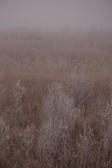 fogy, ice, crystal, flower, nature, plant, spring, macro, flowers, summer, grass, garden, white, flora, blossom, bloom, season, herb, closeup, beauty, close-up, bee, blue, meadow, winter, leaf, bud, t