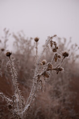fogy, ice, crystal, flower, nature, plant, spring, macro, flowers, summer, grass, garden, white, flora, blossom, bloom, season, herb, closeup, beauty, close-up, bee, blue, meadow, winter, leaf, bud, t