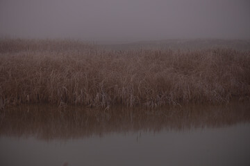 fogy, ice, crystal, flower, nature, plant, spring, macro, flowers, summer, grass, garden, white, flora, blossom, bloom, season, herb, closeup, beauty, close-up, bee, blue, meadow, winter, leaf, bud, t