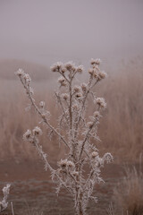 fogy, ice, crystal, flower, nature, plant, spring, macro, flowers, summer, grass, garden, white, flora, blossom, bloom, season, herb, closeup, beauty, close-up, bee, blue, meadow, winter, leaf, bud, t