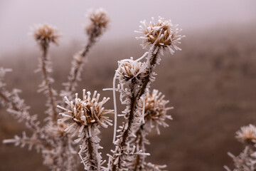 fogy, ice, crystal, flower, nature, plant, spring, macro, flowers, summer, grass, garden, white, flora, blossom, bloom, season, herb, closeup, beauty, close-up, bee, blue, meadow, winter, leaf, bud, t