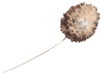 Watercolor dried rabbit's tail grass, biege tropical wedding element, Bohemian illustration