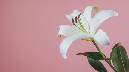 Fototapeta premium A solitary white lily set against a muted blush pink background, close-up shot, Minimalist style