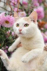 cat, animal, kitten, pet, cute, domestic, feline, fur, eyes, pets, portrait, nature, grass, kitty, mammal, eye, young, white, animals, looking, stray, outdoor, look, tree, garden, cut cat, pink  flowe