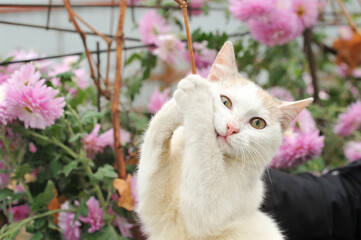 cat, animal, kitten, pet, cute, domestic, feline, fur, eyes, pets, portrait, nature, grass, kitty,...