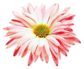 Chrysanthemum  flower  on   isolated background with clipping path. Closeup. For design. Transparent background.	
