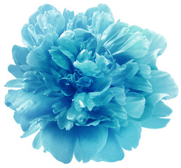 Peony  flower  on  isolated background with clipping path. Closeup. For design. Transparent...