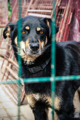 Dog in animal shelter waiting for adoption. Portrait of homeless dog in animal shelter cage.
