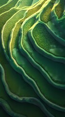 Fototapeta premium Green and blue sunrise rice field poster background