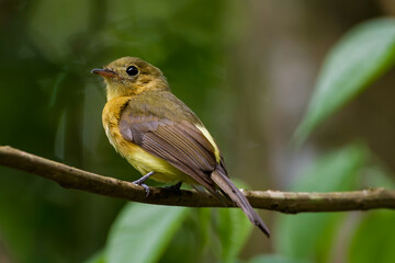 Whiskered Flycatcher (Myiobius barbatus)