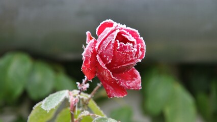 Rose-2