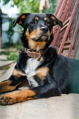 Dog in animal shelter waiting for adoption. Portrait of homeless dog in animal shelter cage.