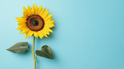 Obraz premium A vibrant sunflower isolated against a pale blue background, close-up shot, Minimalist style
