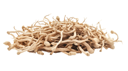 Dried Withania somnifera Ashwagandha Roots Herbal Medicine