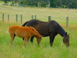 two horses grazing in a meadow