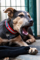 Dog in animal shelter waiting for adoption. Portrait of homeless dog in animal shelter cage.