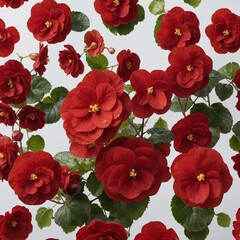 A cluster of red begonias on a white backdrop.