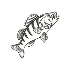 American Yellow Perch Fish Vector Art and Illustration