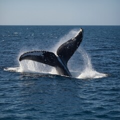 Fototapeta premium A humpback whale tail splashing in a serene blue sea.