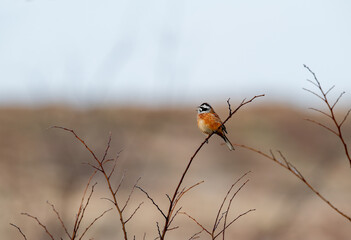 Rock finch (Emberiza cia)A relatively large bird; short-winged but long-tailed. Males and females look alike.