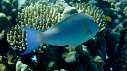Candelamoa parrotfish or longnose parrotfish (Hipposcarus harid) undersea, Red Sea, Egypt, Sharm El Sheikh, Montazah Bay