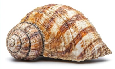 Fototapeta premium A shell with a brown and white stripe