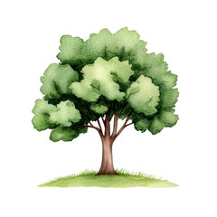 Majestic Green Tree with Thick Trunk in Watercolor Style