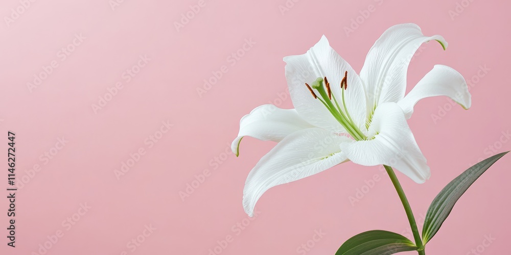 Poster close up view of a white lily flower set against a pink background, showcasing the delicate beauty o