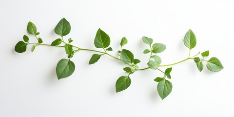 Obraz premium Single green plant Thlaspi perfoliatum displayed on a white background, showcasing the unique features of this green plant, perfect for presenting the beauty of nature.