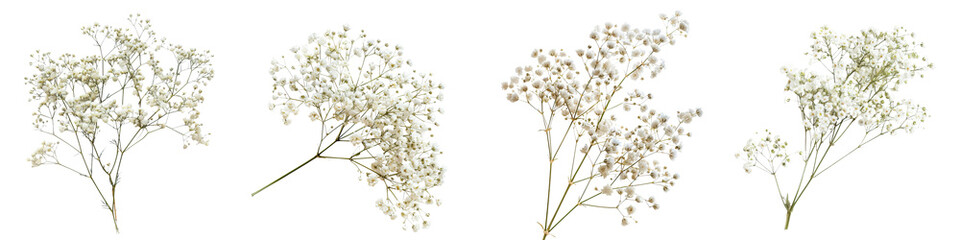 Delicate clusters of small white baby breath flowers arranged in various positions.