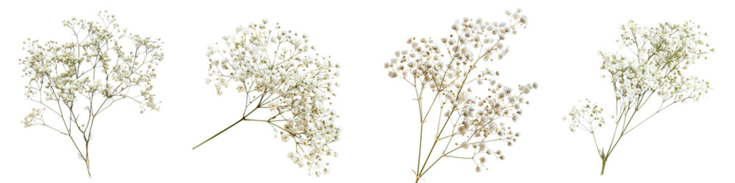 Fototapeta Delicate clusters of small white baby breath flowers arranged in various positions.