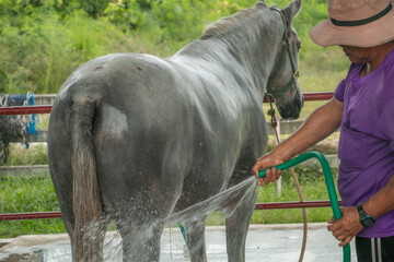 Middle-aged man bathing a horse