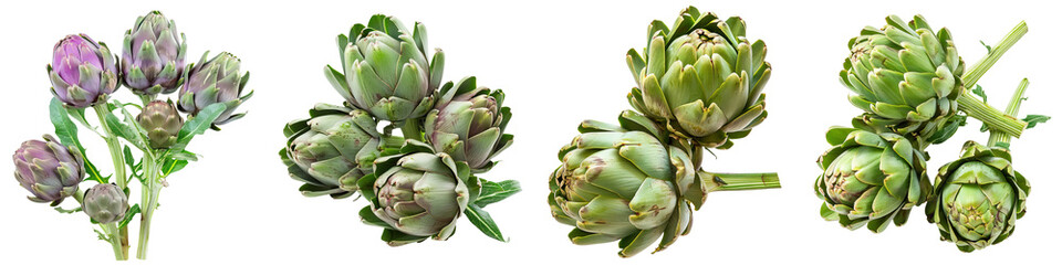 Obraz premium A variety of artichokes showcasing different stages of ripeness and color.