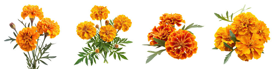 Vibrant marigold flowers in various arrangements, showcasing their rich orange and yellow hues along with lush green leaves.