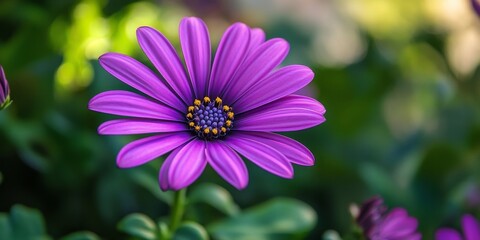 Vibrant purple flower showcasing the beauty of a garden, where the purple flower adds a pop of color and charm, inviting admiration for the stunning purple flowers in nature.