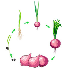 The process of onion growth from seed to bulb