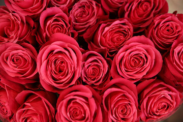 Beautiful pink roses as background, top view. Floral decor