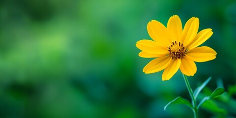 Obraz premium Vibrant yellow flower set against a lush green background, showcasing the stunning contrast of colors in nature, highlighting the beauty of the yellow flower amid greenery.