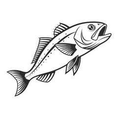 Atlantic Croaker Fish Vector Art and Illustration