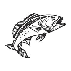 Atlantic Croaker Fish Vector Art and Illustration