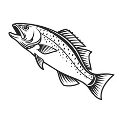 Atlantic Croaker Fish Vector Art and Illustration