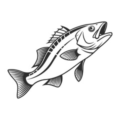 Atlantic Croaker Fish Vector Art and Illustration