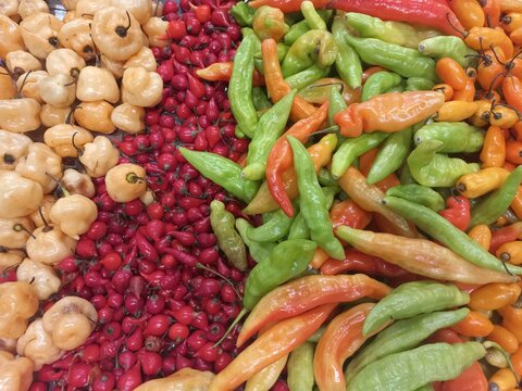 Biquinho, Tabasco and Cambuci peppers