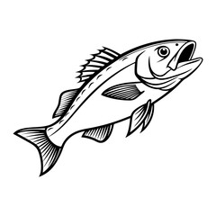 Atlantic Croaker Fish Vector Art and Illustration