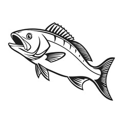 Atlantic Croaker Fish Vector Art and Illustration
