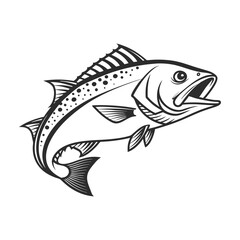 Atlantic Croaker Fish Vector Art and Illustration