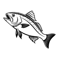 Atlantic Croaker Fish Vector Art and Illustration