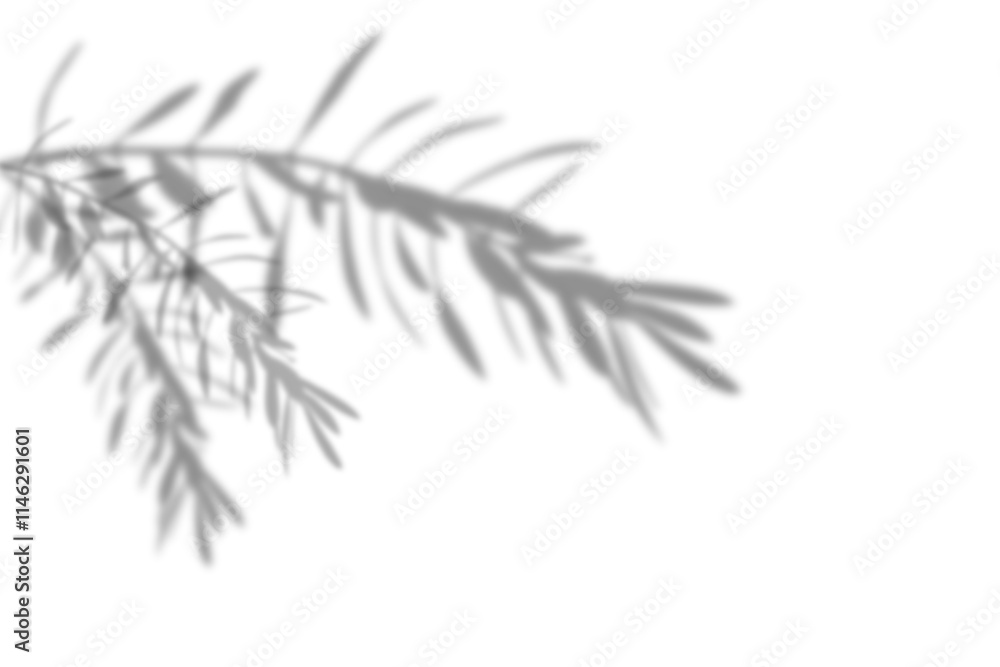Wall mural transparent shadow of tree branch. nature leaf shadow effects isolated on transparent background. da
